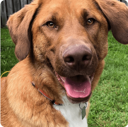 Photo of Opie
