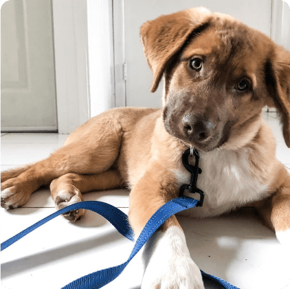 Photo of Opie as a puppy